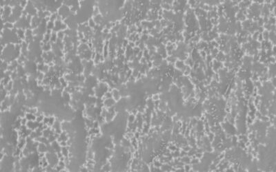 BTI Biotechnology Institute UnicCa — Body 2,500×